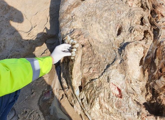 英海滩发现7米长脊椎的无脸生物死后被冲上海滩死亡原因未知泛亚电竞(图2)