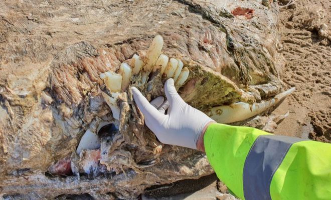 英海滩发现7米长脊椎的无脸生物死后被冲上海滩死亡原因未知泛亚电竞(图1)
