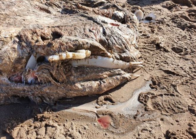 英海滩发现7米长脊椎的无脸生物死后被冲上海滩死亡原因未知泛亚电竞(图3)