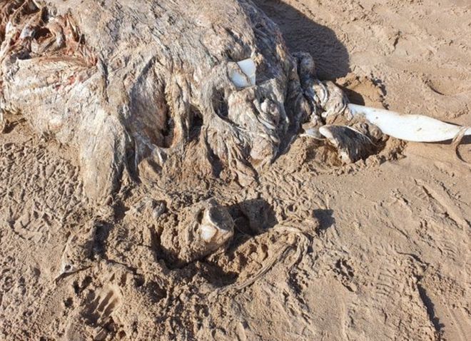 英海滩发现7米长脊椎的无脸生物死后被冲上海滩死亡原因未知泛亚电竞(图4)