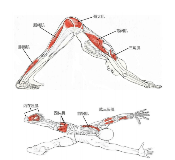 泛亚电竞瑜伽最经典的拜日12式肌肉解析！（建议收藏）(图4)