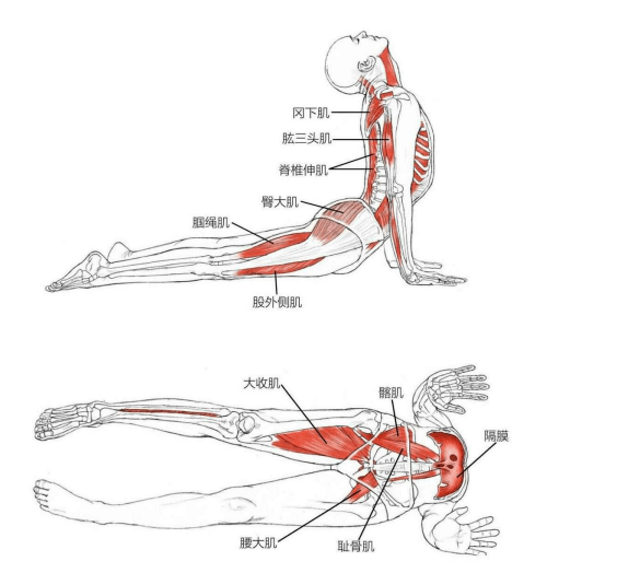 泛亚电竞瑜伽最经典的拜日12式肌肉解析！（建议收藏）(图6)