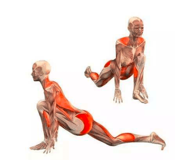 泛亚电竞瑜伽最经典的拜日12式肌肉解析！（建议收藏）(图8)