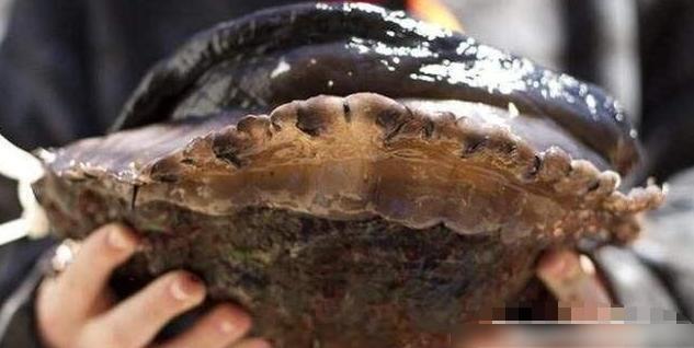 8斤重的大泛亚电竞鲍鱼一只人民币70万网友：吃一口一个月得吃土！(图2)